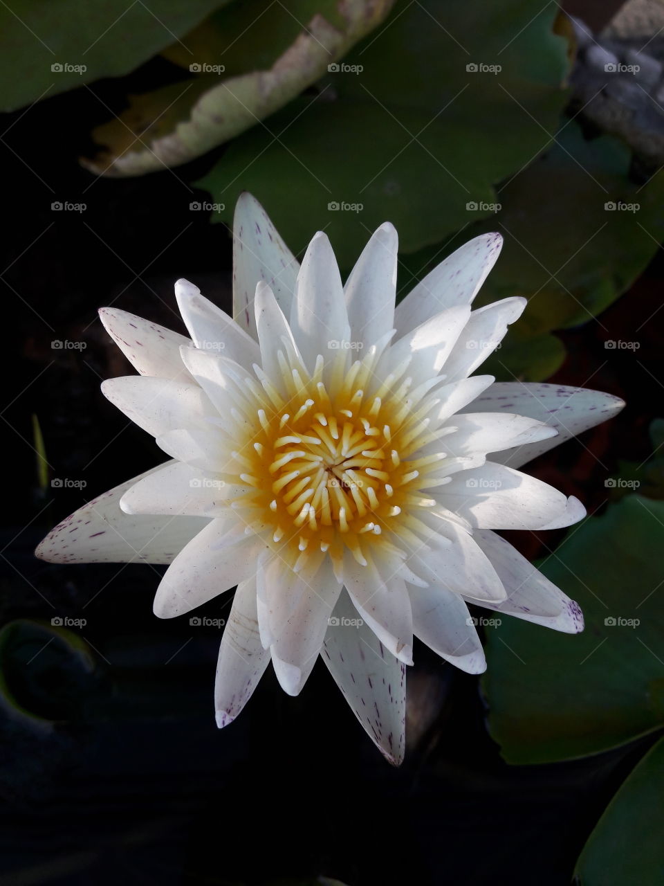 White lotus
