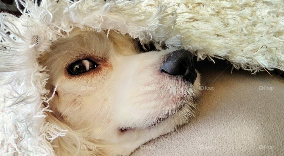 Dog peeping covered with carpet