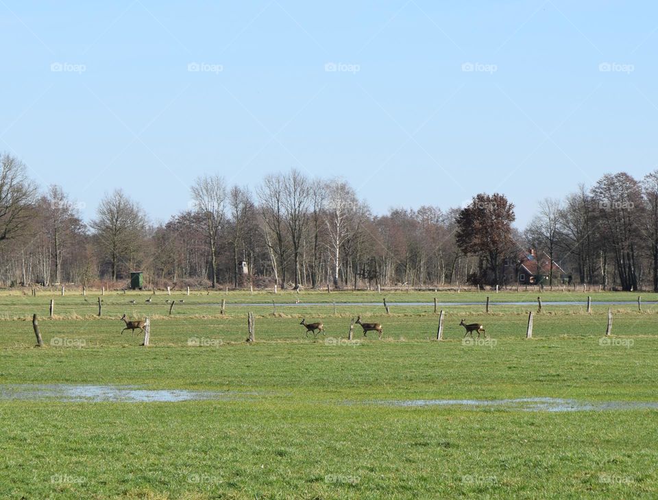 Herde Rehe auf einer Wiese