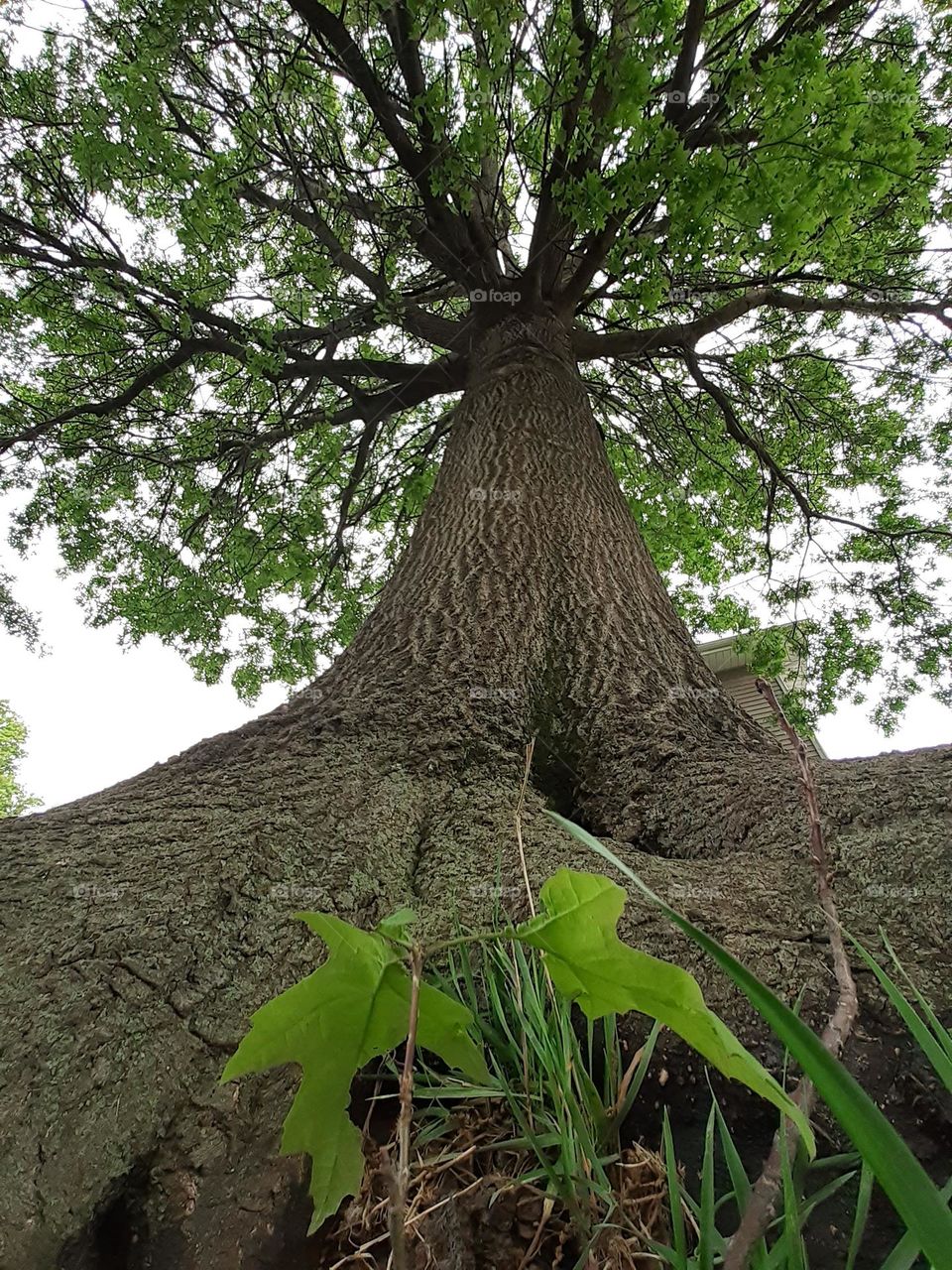 Oak Perspective