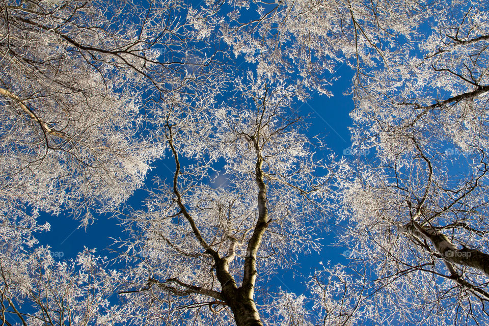 Looking up at snowy tree branches a beautiful winter day with blue sky - tittar upp på snöiga träd grenar en vacker vinterdag med blå himmel