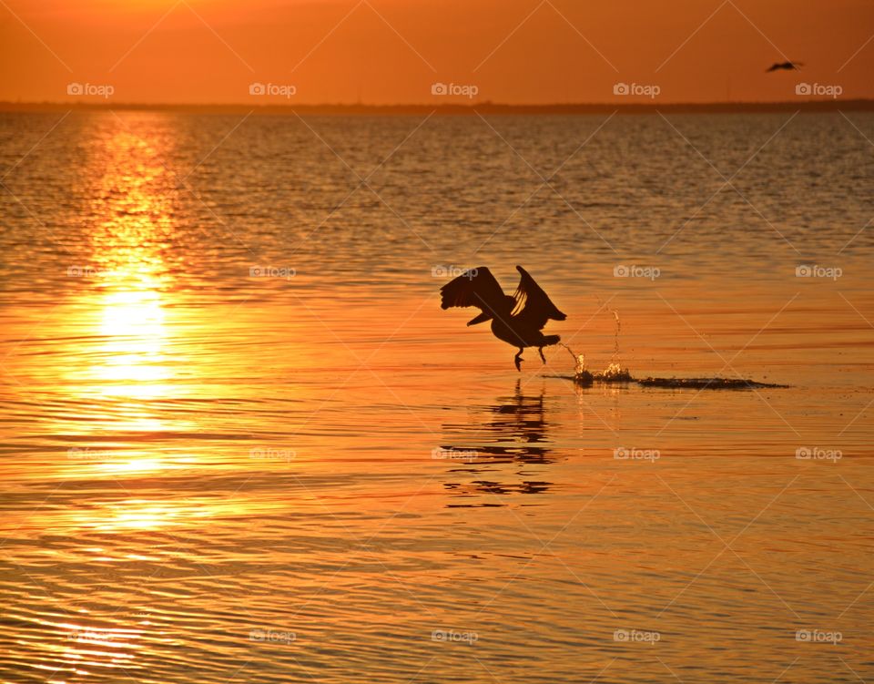 Silhouettes and shadows - A pelican runs on the waters surface preparing for takeoff surface 