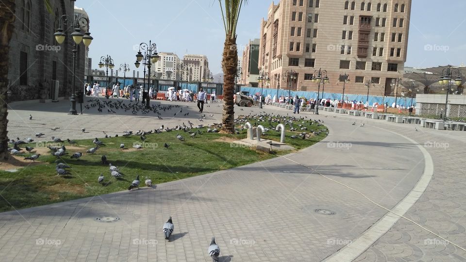 doves in city parks