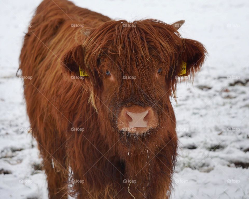 Highland cattle in winter