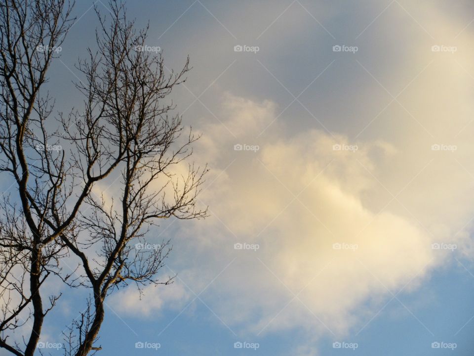 winter clouds and tree
