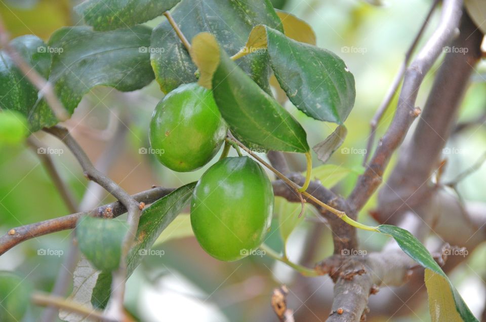 Monkey apple on tree