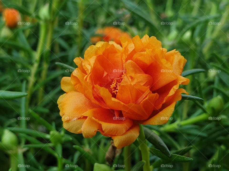 the Portulaca Grandiflora