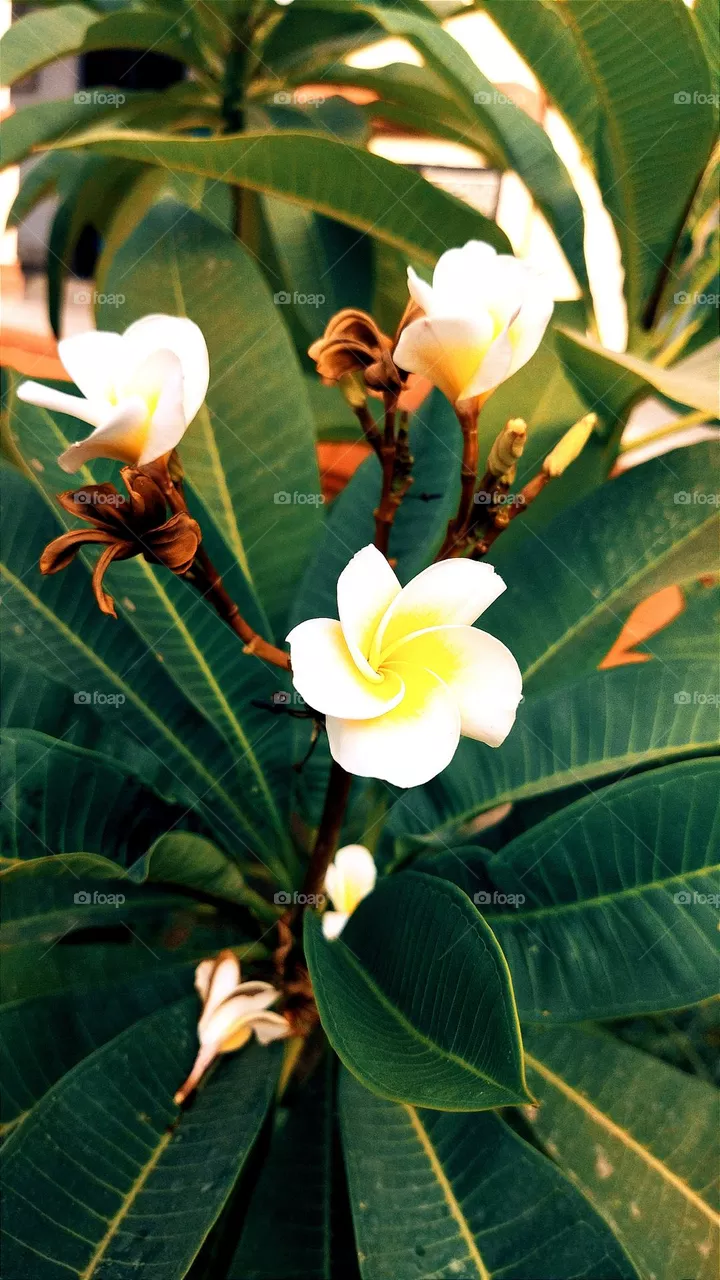 🏵️