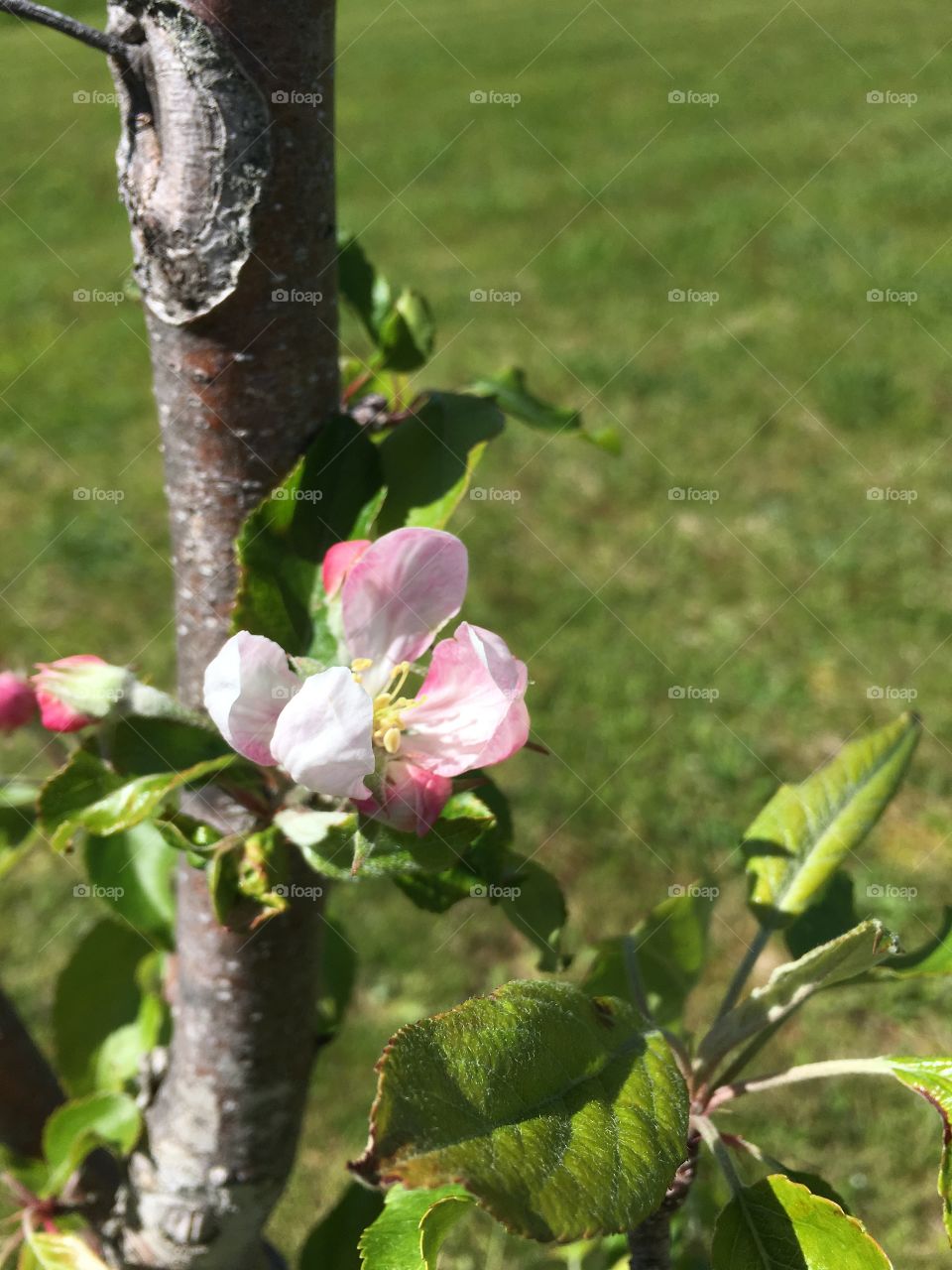 Apple Blossom in bloom. Pink and white flowers on Apple tree. 