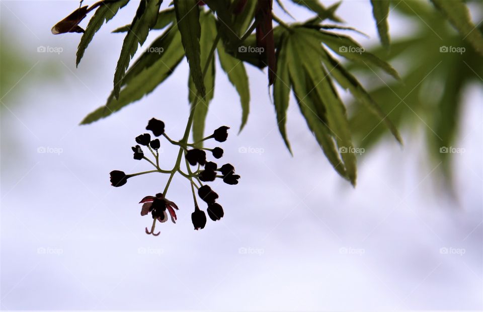 silhouette of blossoms on maple tree