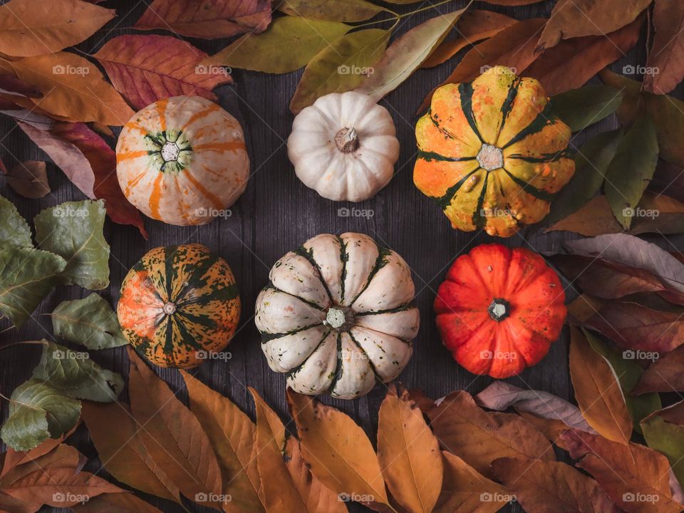 Six small squishies lie on a black wooden table with colorful autumn leaves, flat lay close-up.