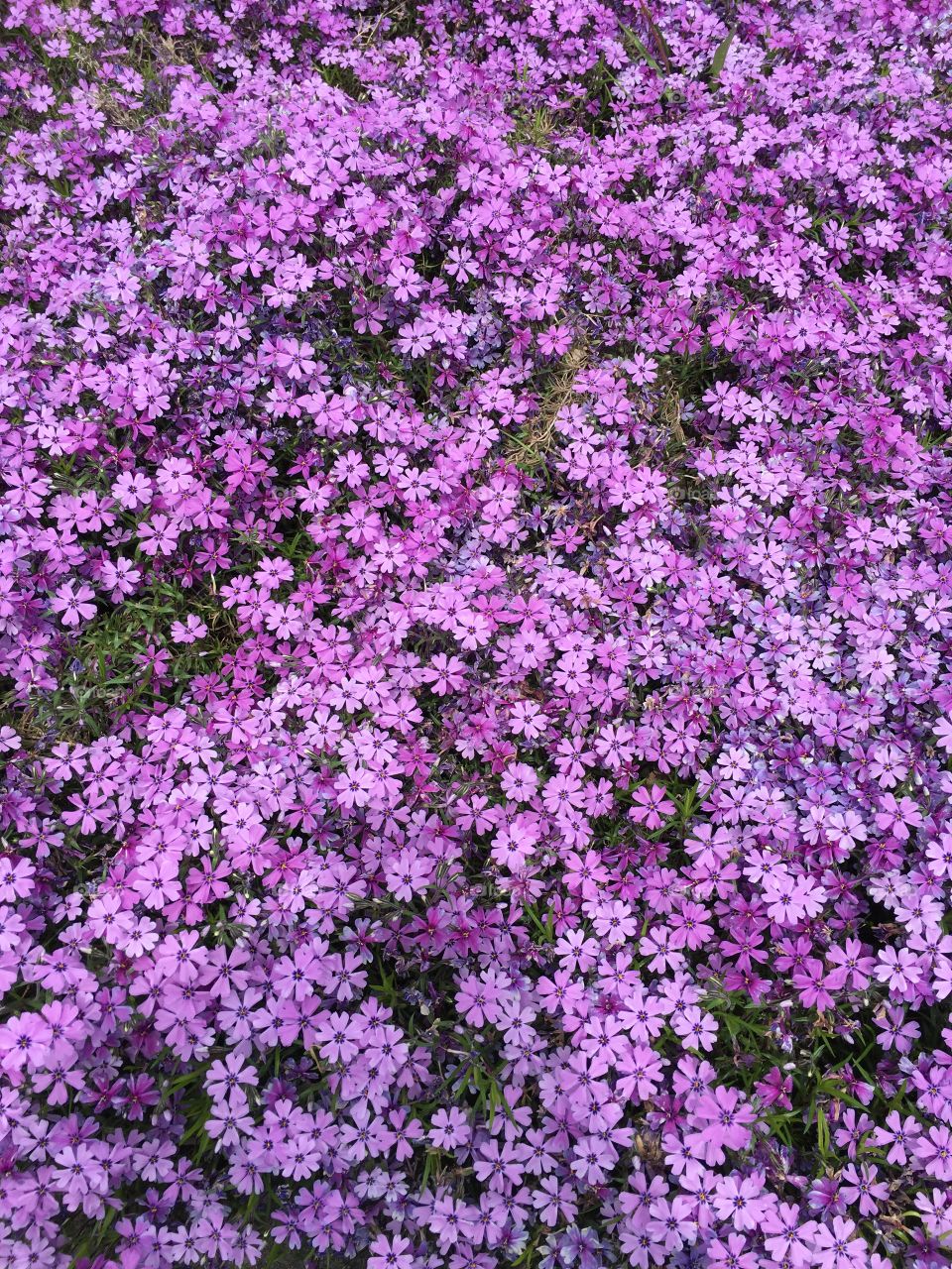 Bed of Phlox 