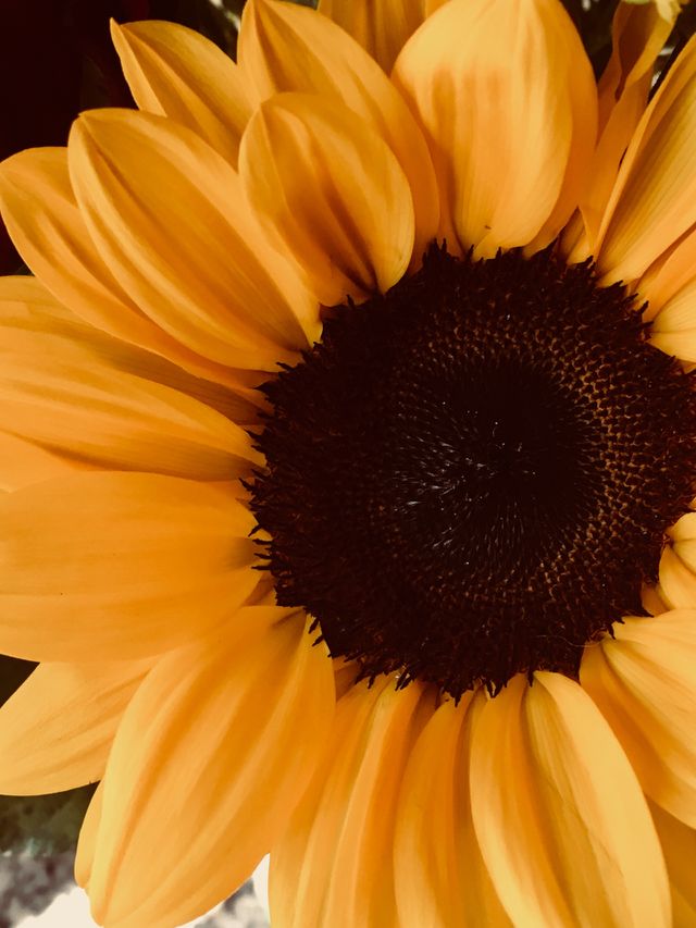 Girasole 