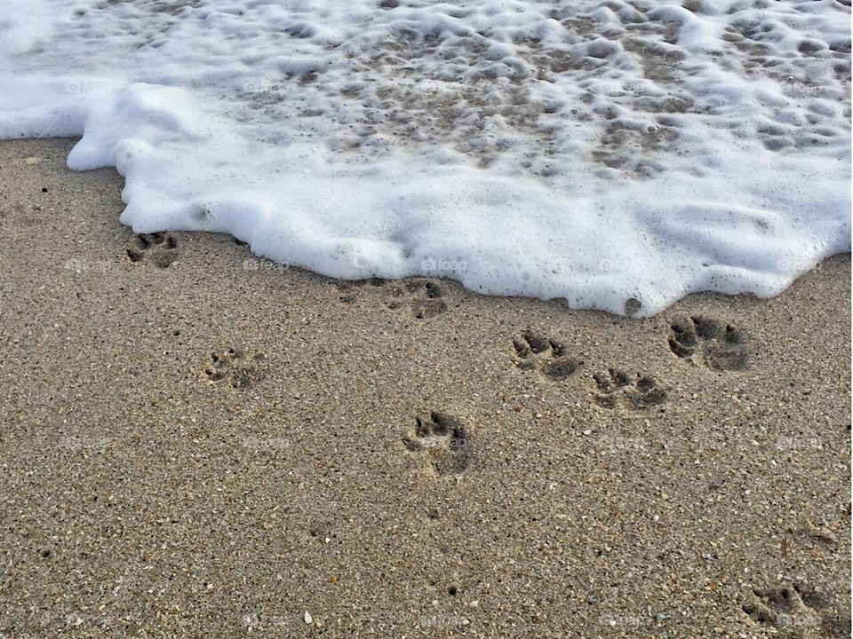 Paw prints on the beach.  Tracks in the sand.  Dog prints. Pets. 