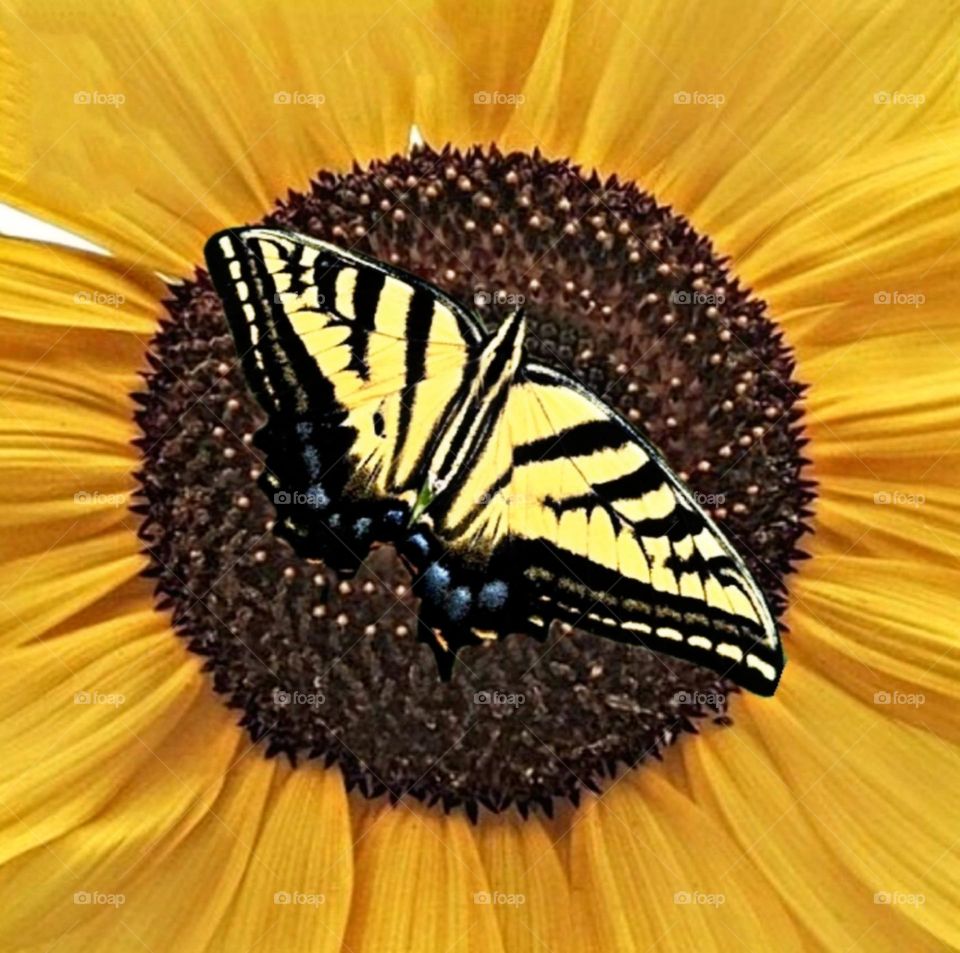 most beautiful and attractive flowers in the garden.