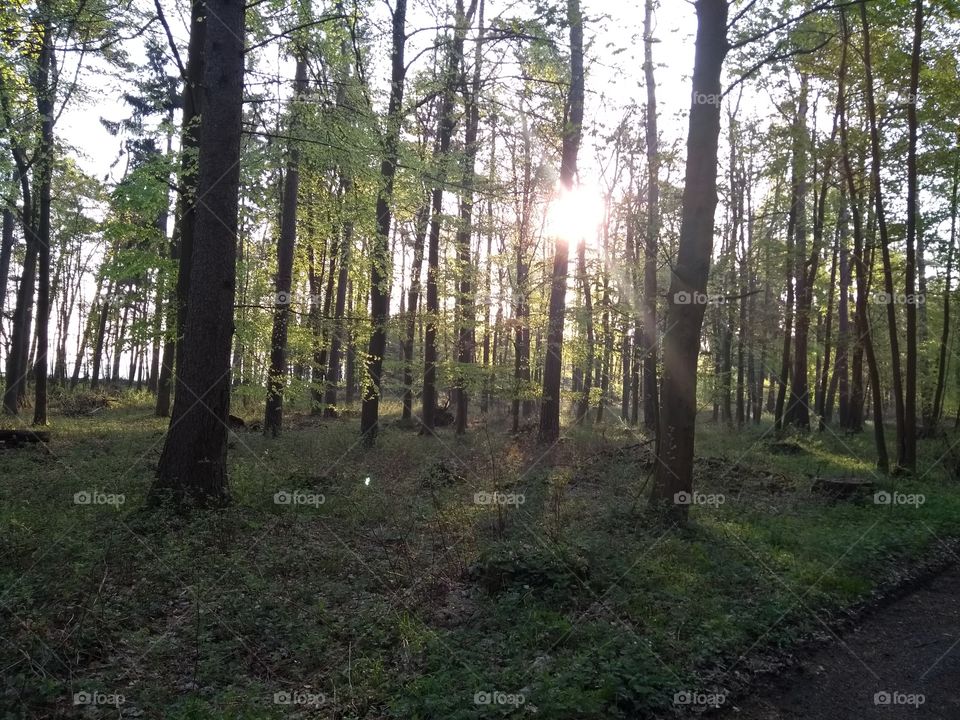 Sonnenaufang im Wald