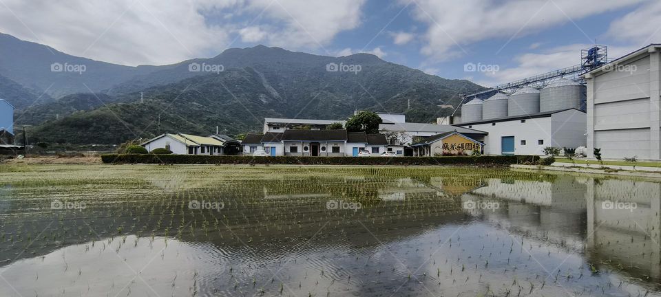 rice field in the mountains