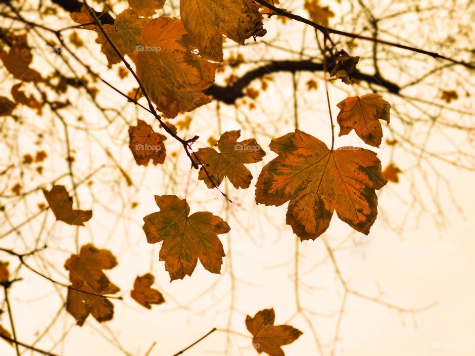 Autumn vibes in orange