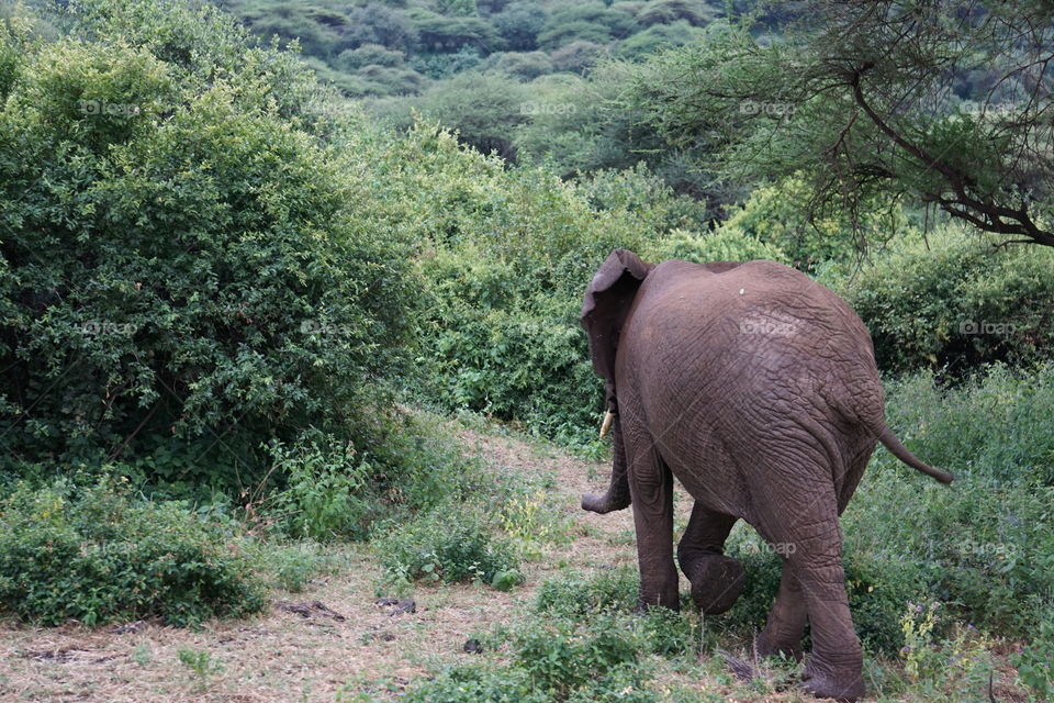 An elephant in Lake Manyara National Park