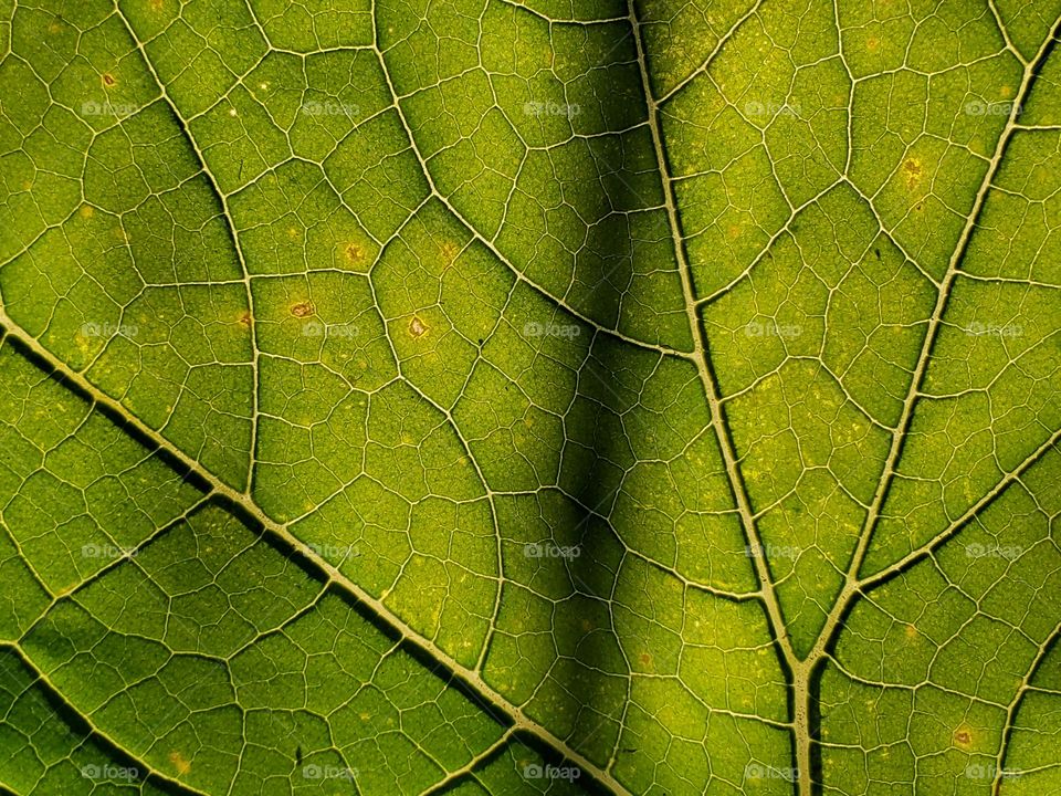 Close up of an illuminated pumpkin leaf showing the texture and veins of the leaf