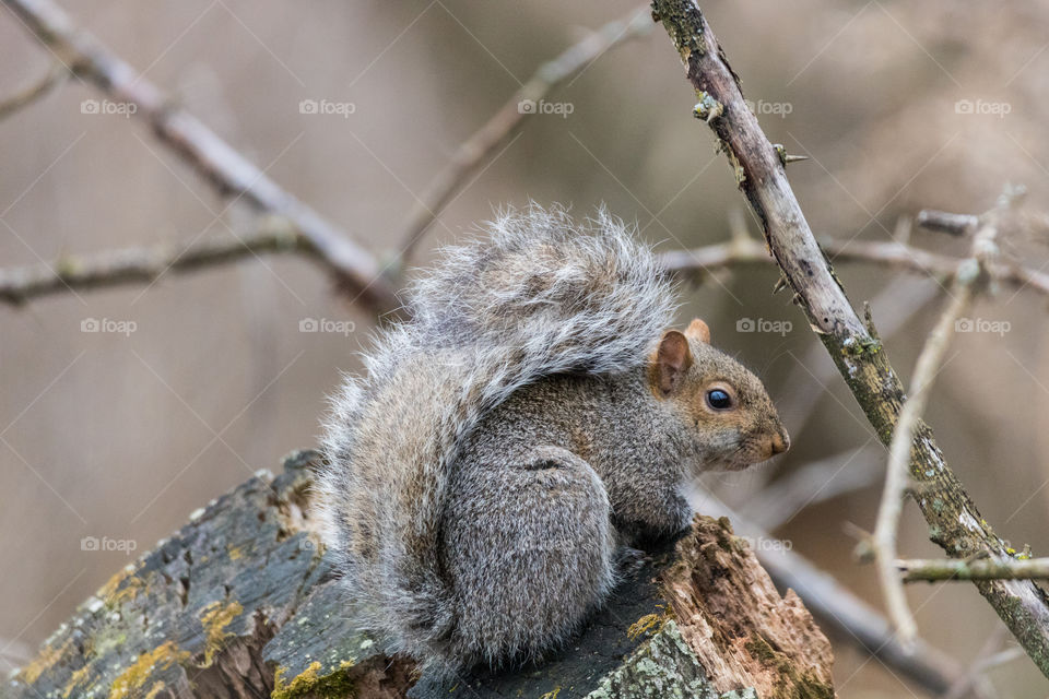 Squirrel on a log