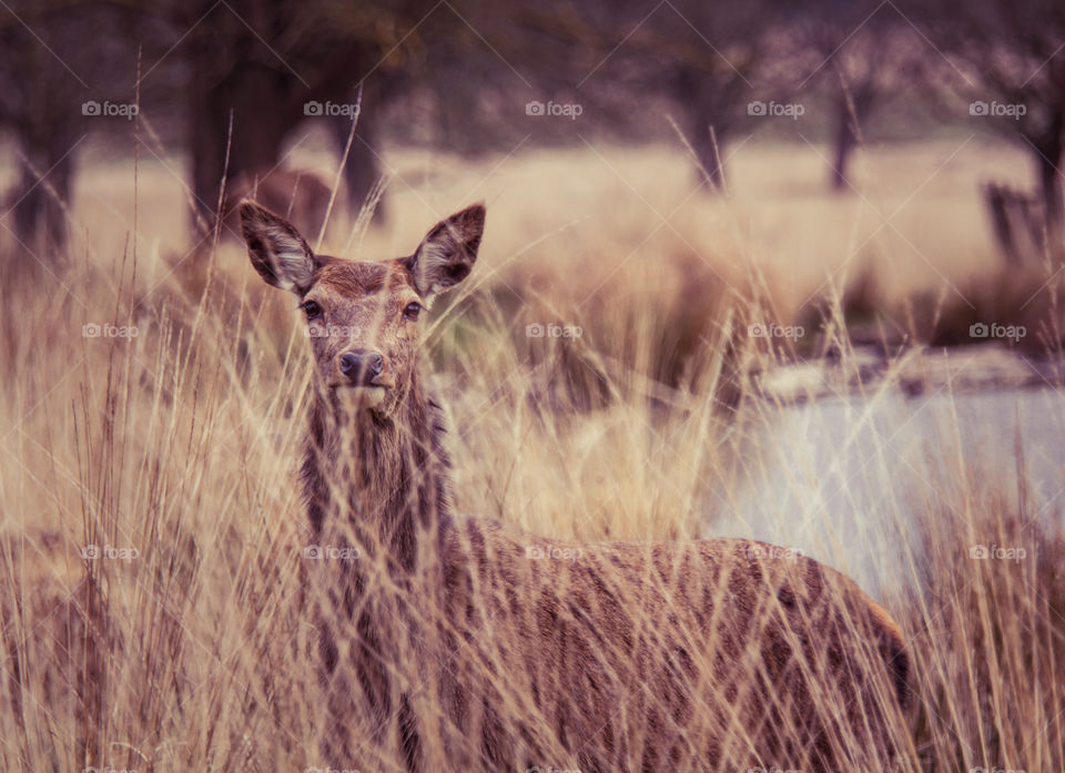 A beautiful deer in the park. Richmond park in London. Sweet animal portrait.