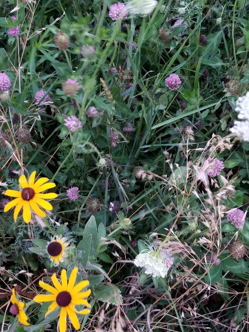 Flower, Flora, Nature, Summer, Field