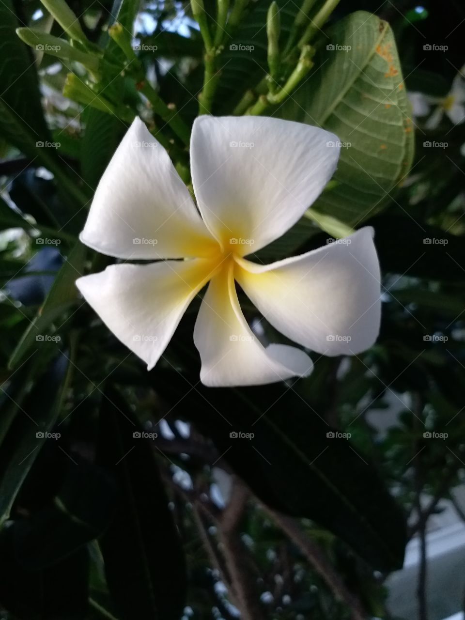 leelawadee flower white