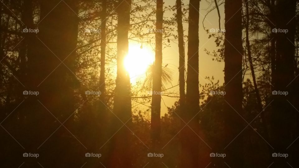 Sunset in the Trees