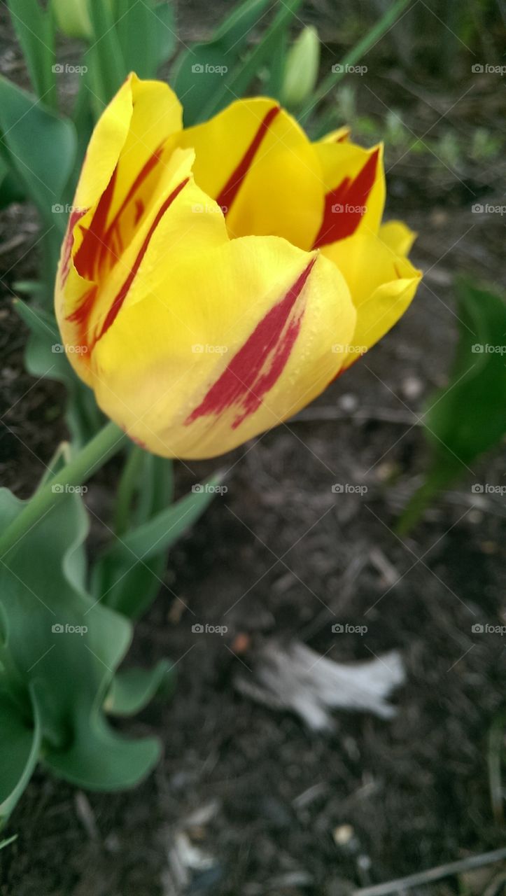 Tulips