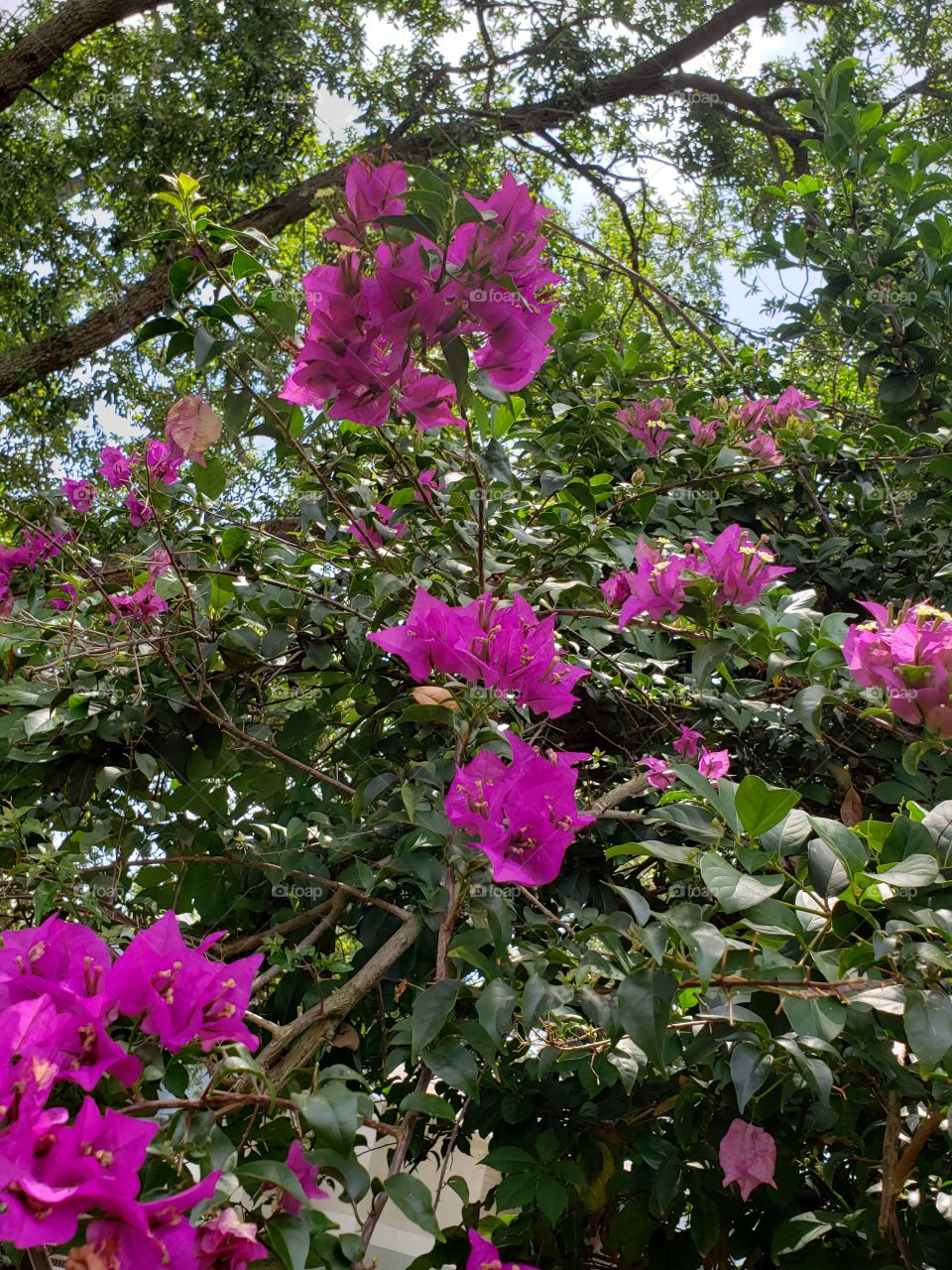 Pink flowers against blue sky