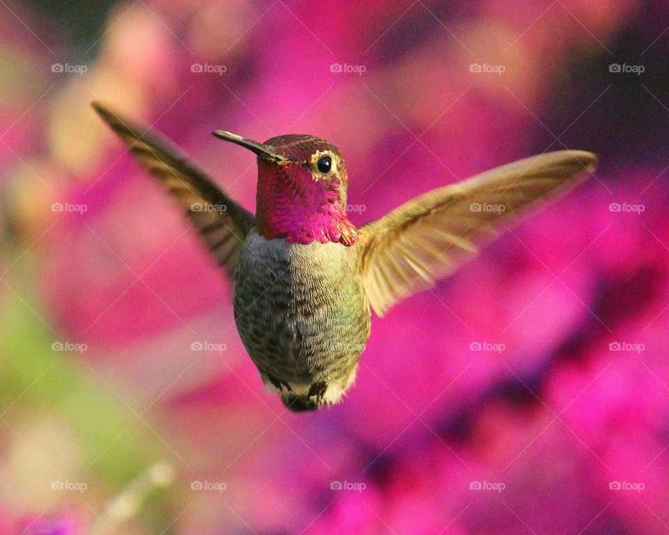 Flying hummingbird