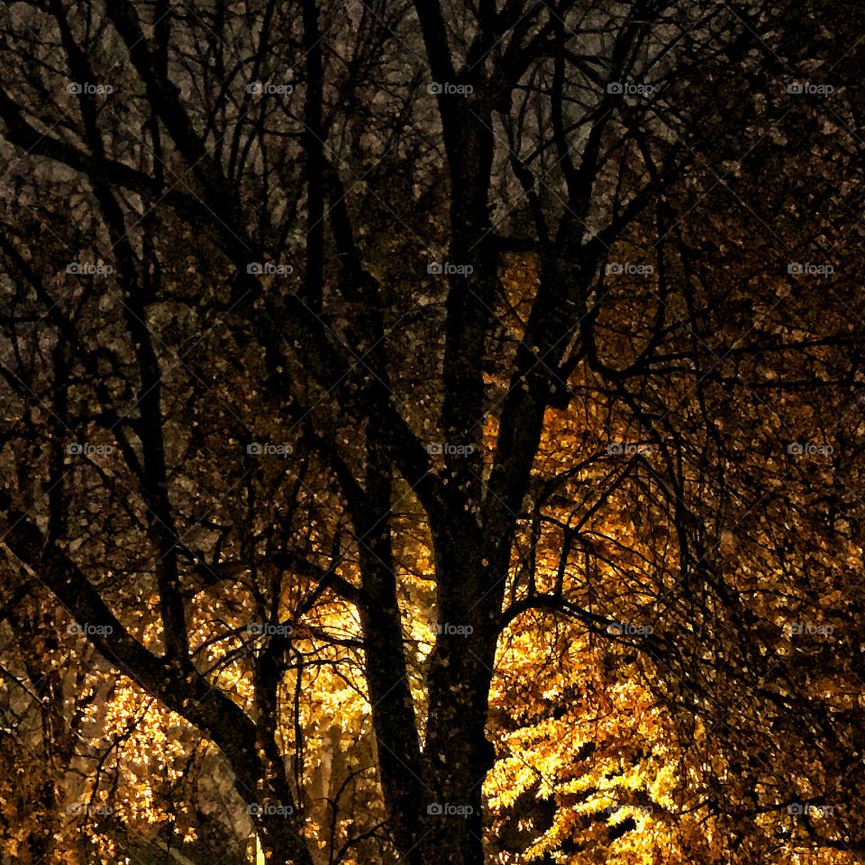 Maple tree backlit