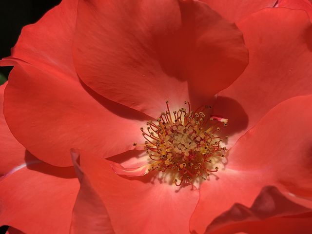 Red rose