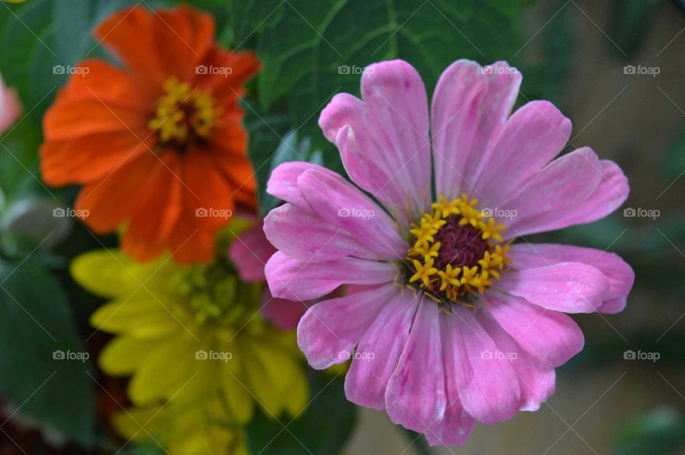 bouquet of flowers