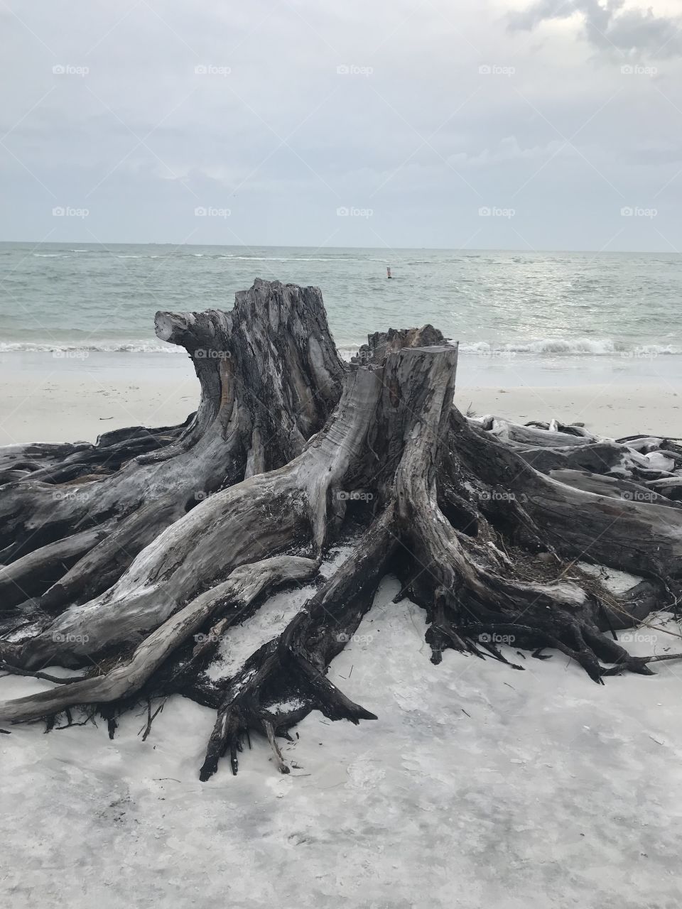 Dead tree stumps on a beach in Florida on an overcast and foggy day. 
