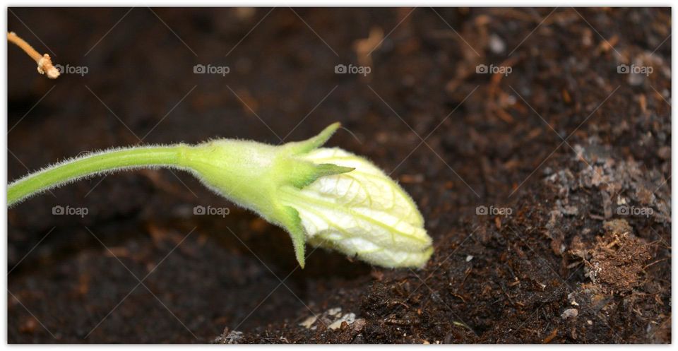 the pumpkin flower looking cute