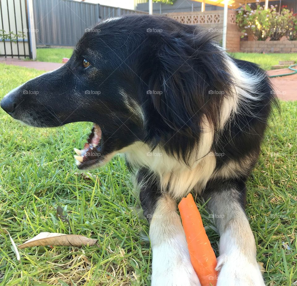 Border collie