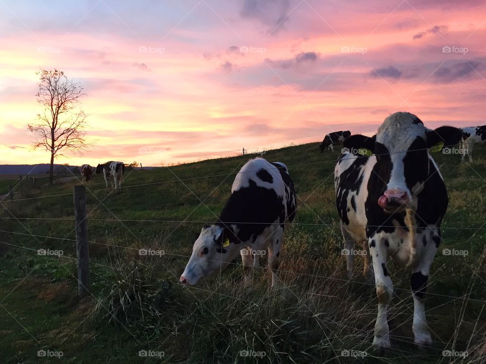 Holsteins at Sunset.