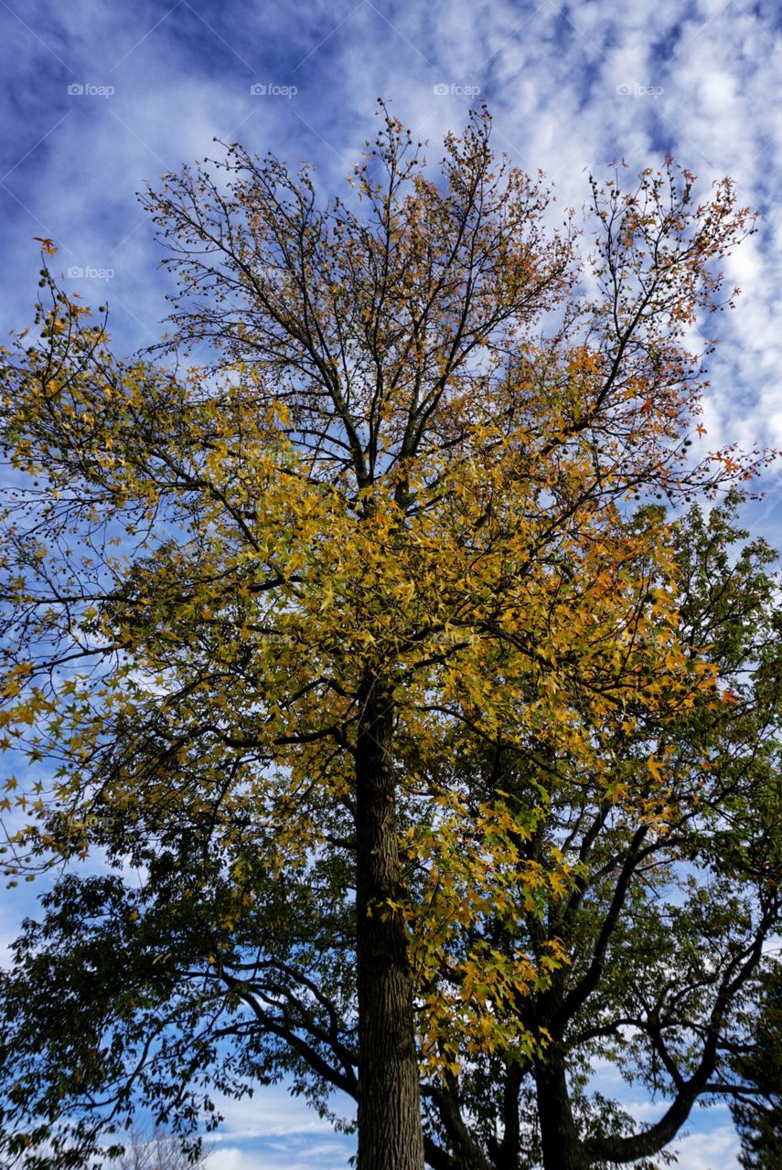 Looking Up at a Tree in the Fall