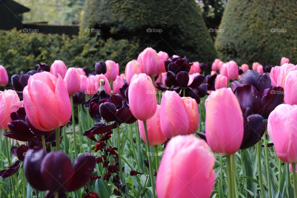 Pink and purple tulips 🌷