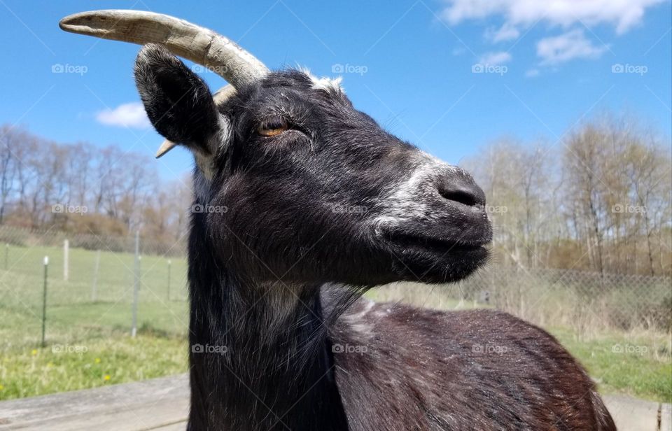 Regal Goat