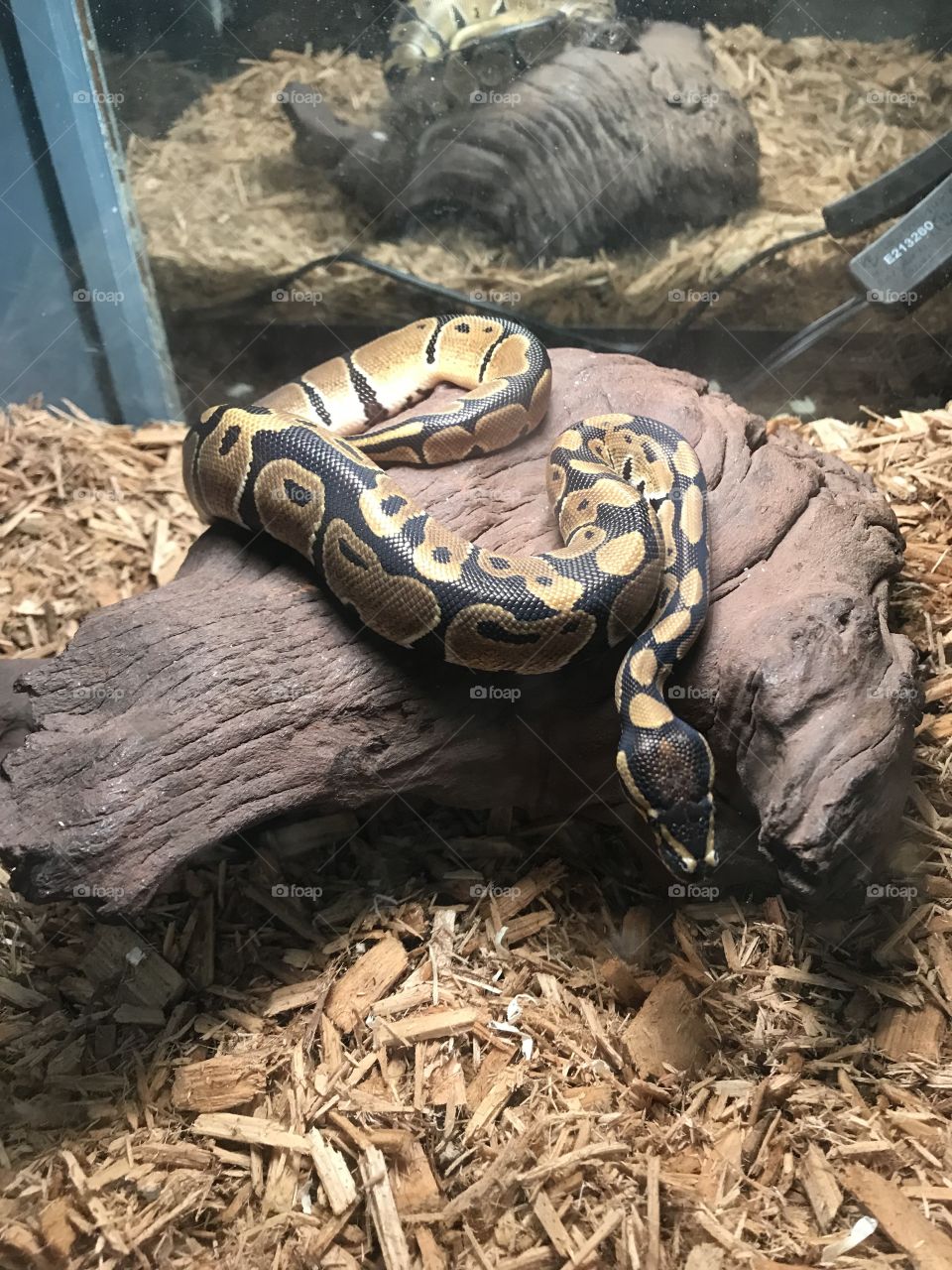 Ball Python