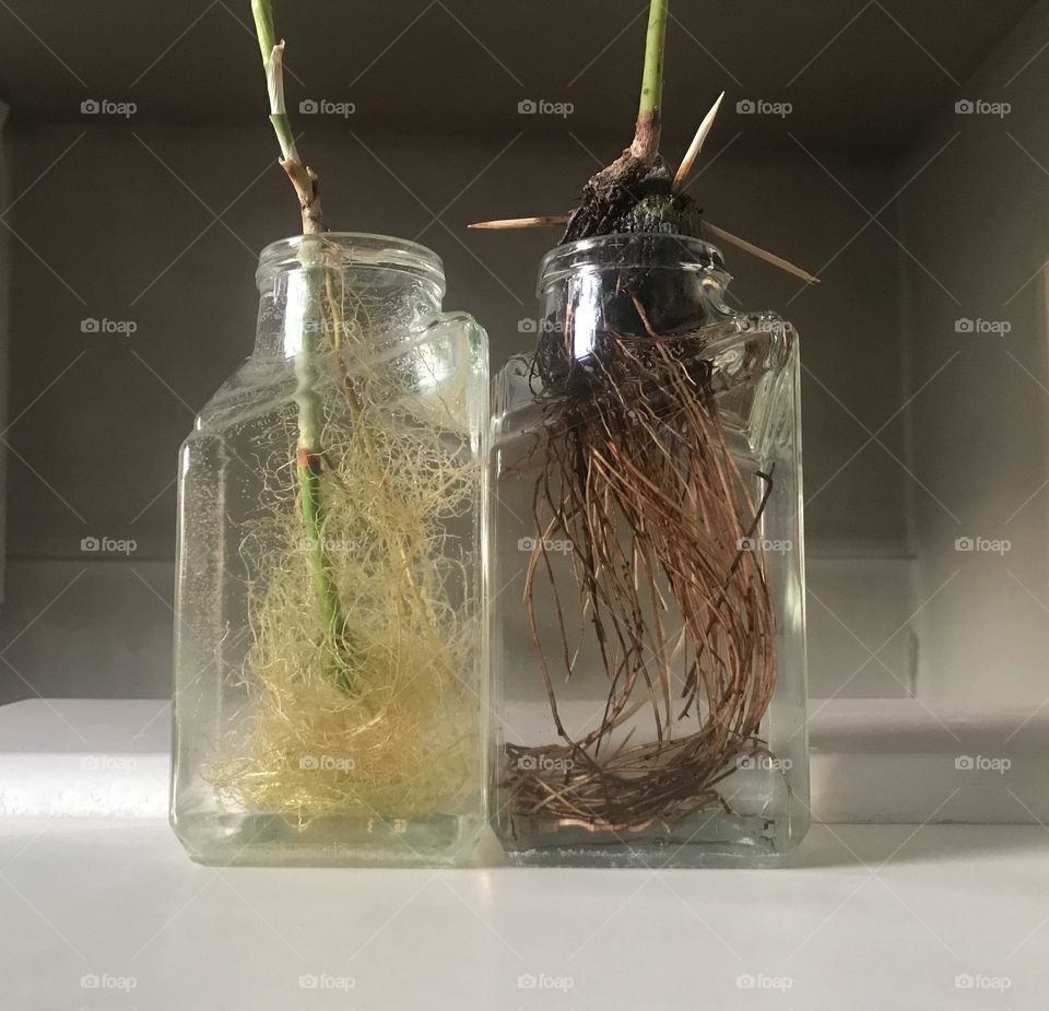 The green story of roots, growth, and germination. Life is a constant struggle.