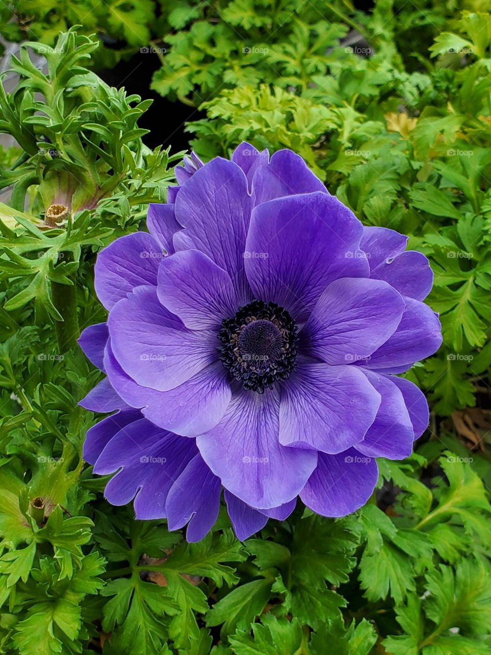 Purple Flower of Spring