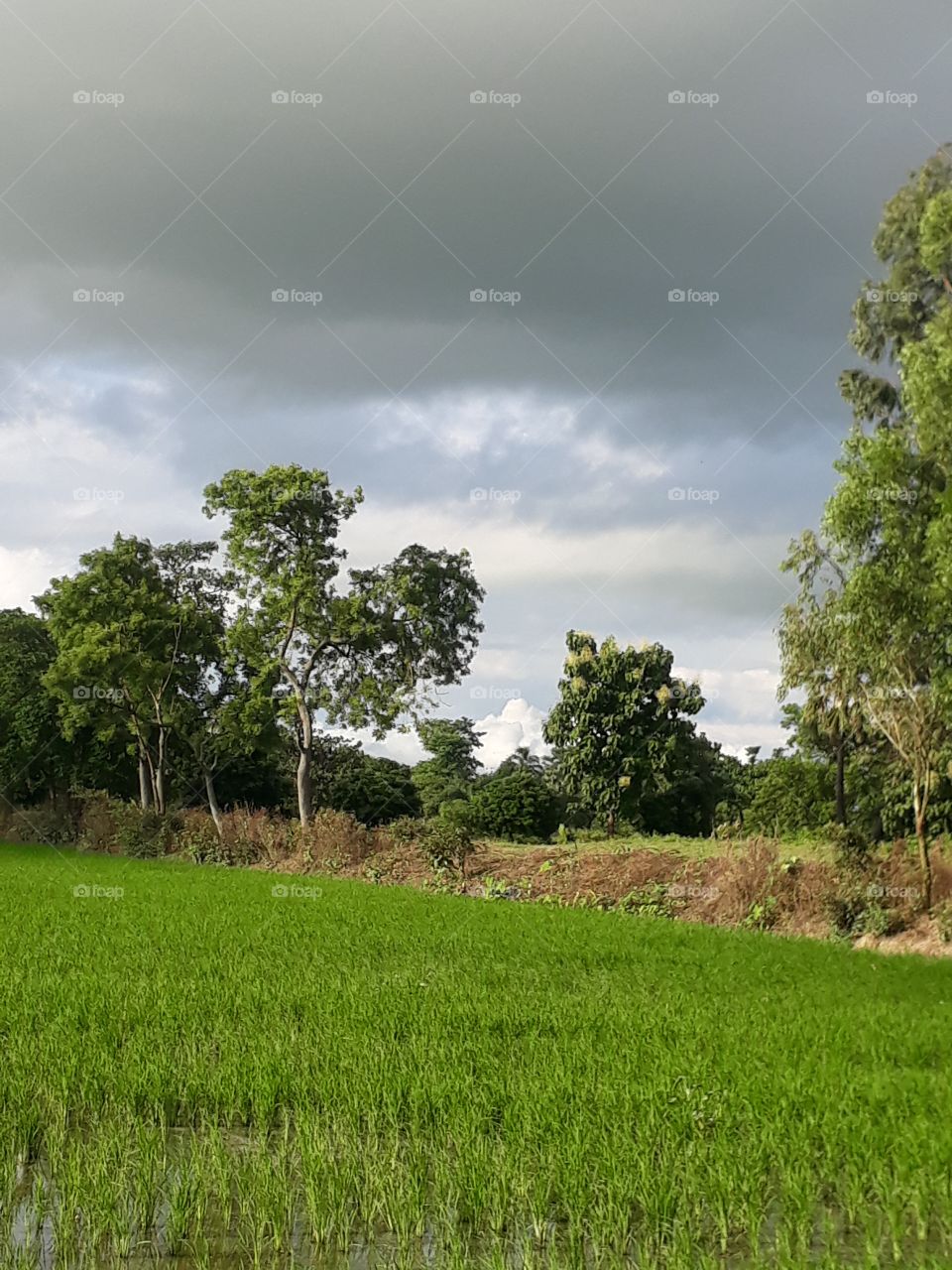 Beautiful grass and Purdy tree and cloud in the sky Indian village on
