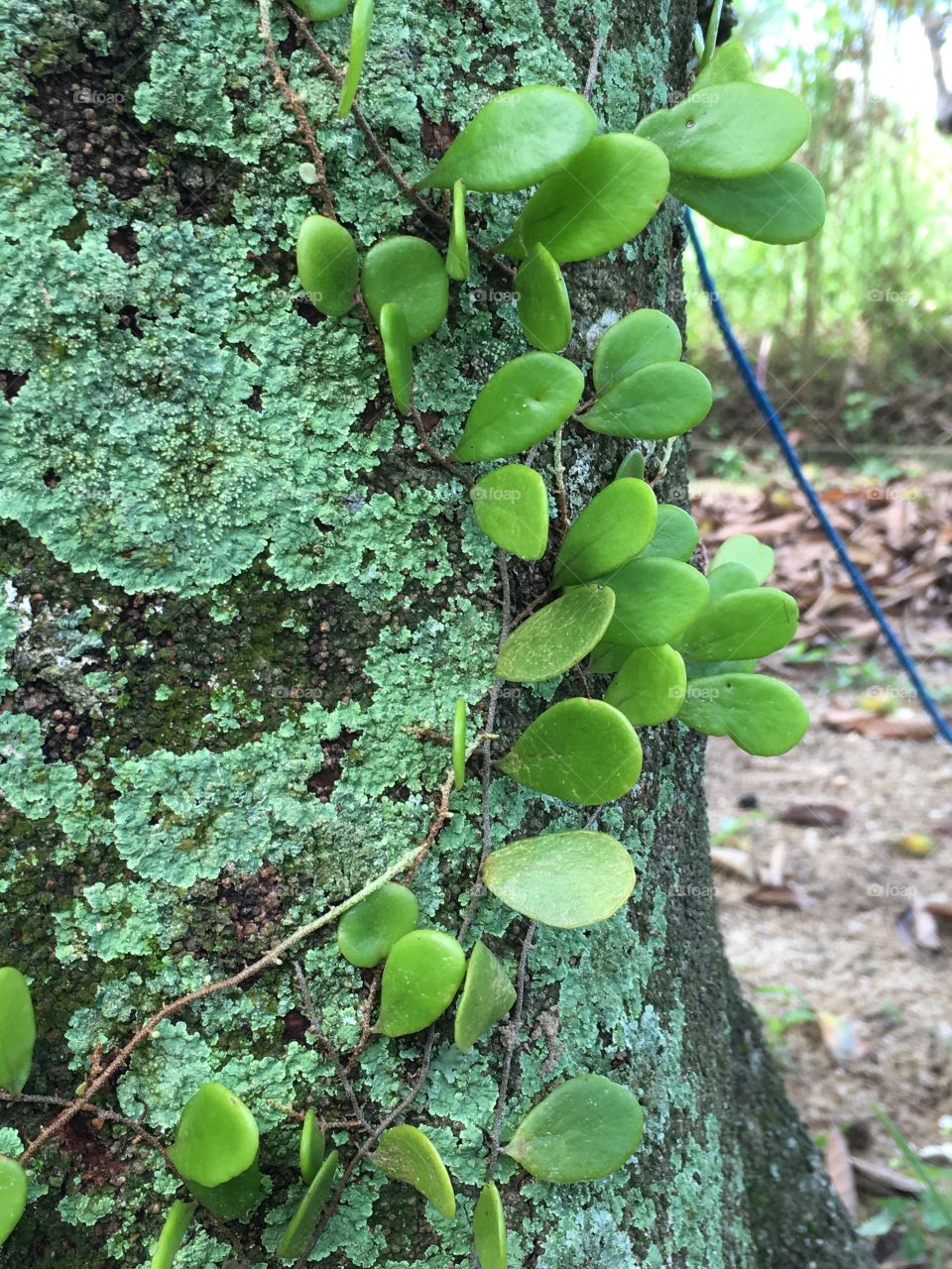 Dragon scale plant or Pyrrosia piloselloides