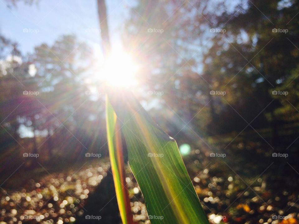 Reaching for the sun 