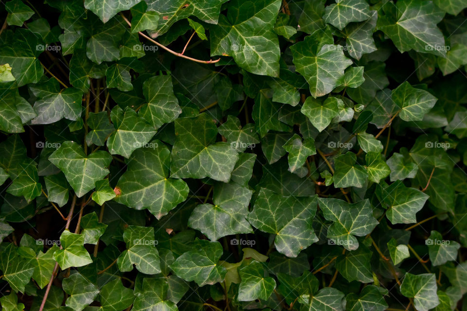 A wall overgrown with common ivy.