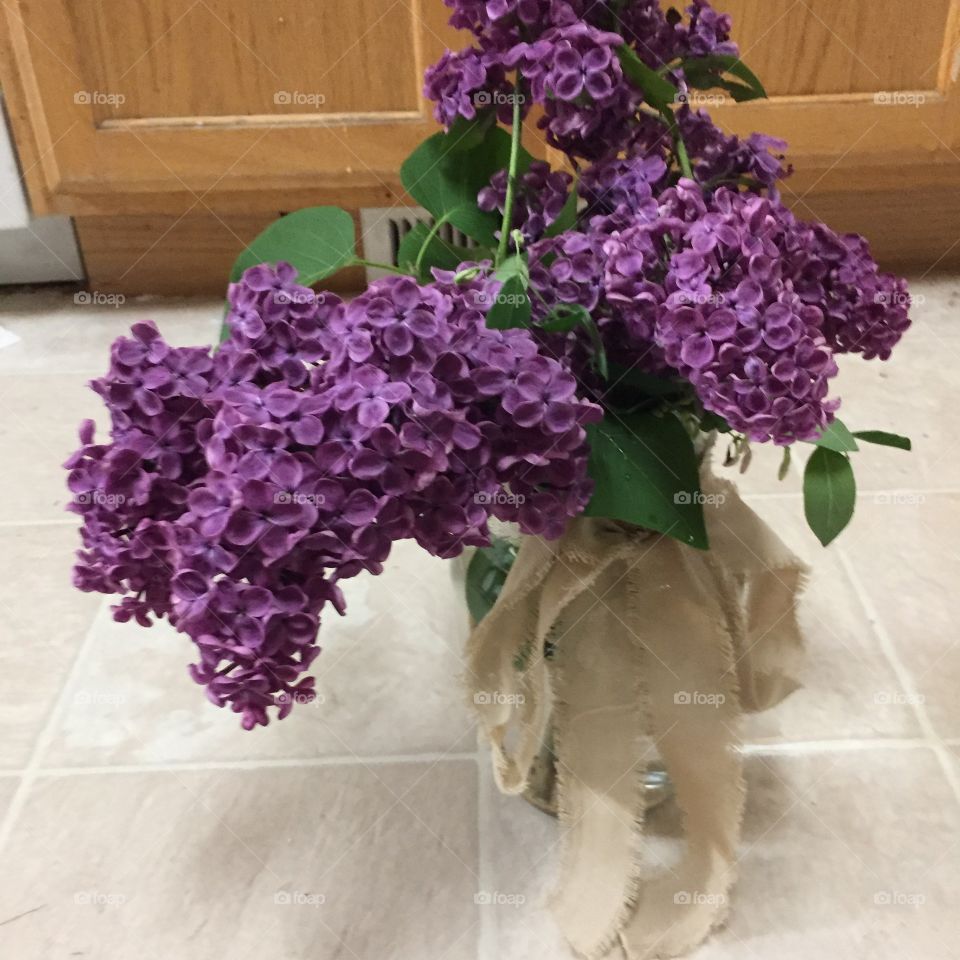 Butterfly Shaped Lilac Flowers. @chelseamerkleyphotos Copyright © CM Photography May 2019.